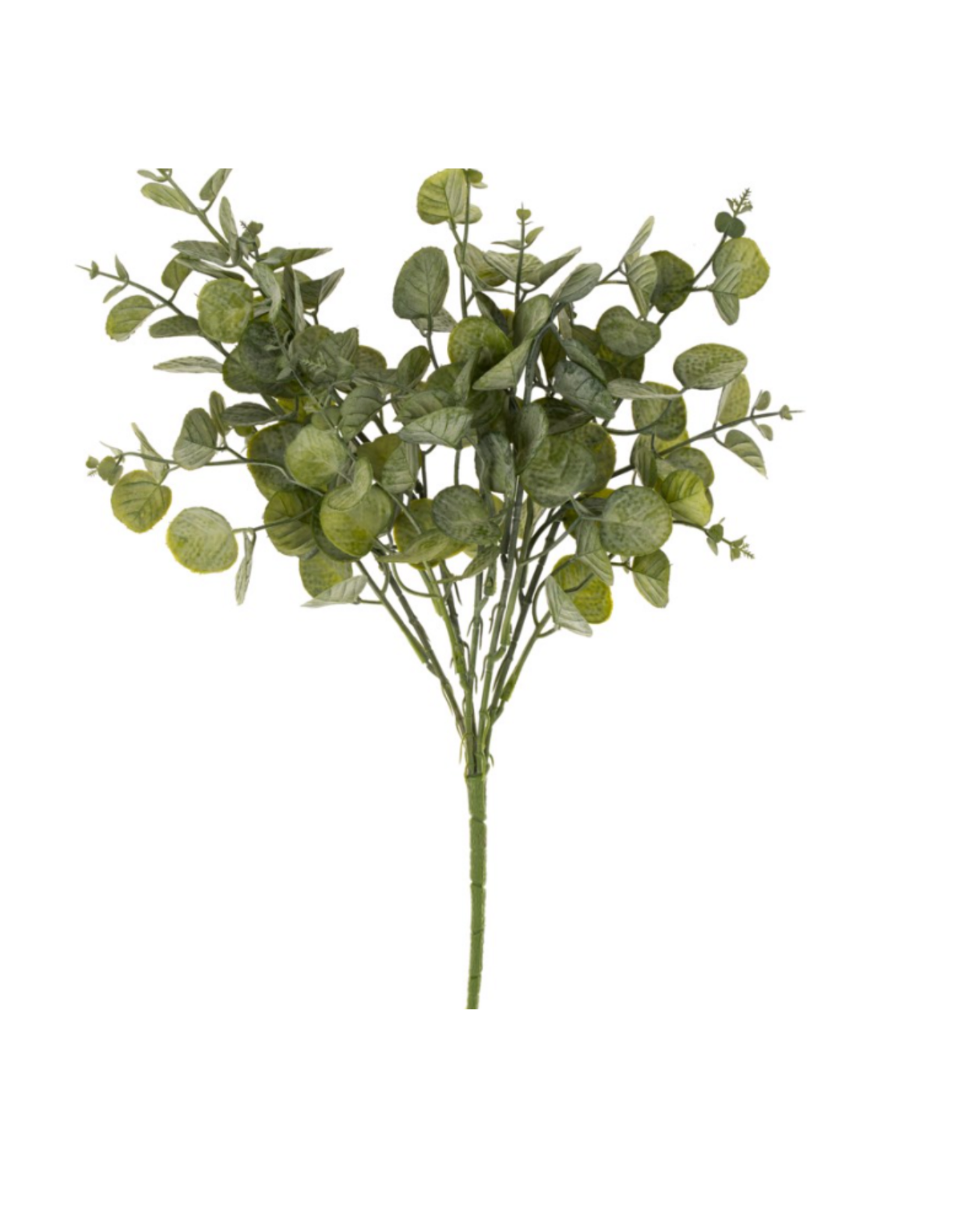 Eucalyptus Spray, Green