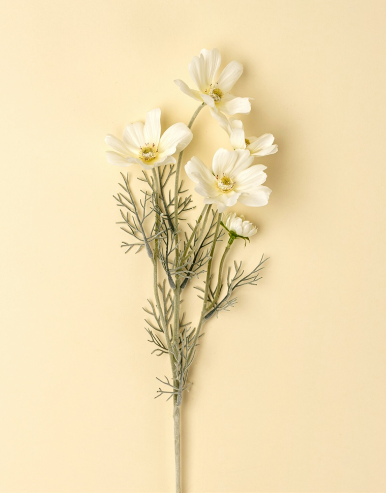 White Cosmos Spray