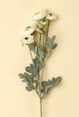 Ranunculus Spray, White