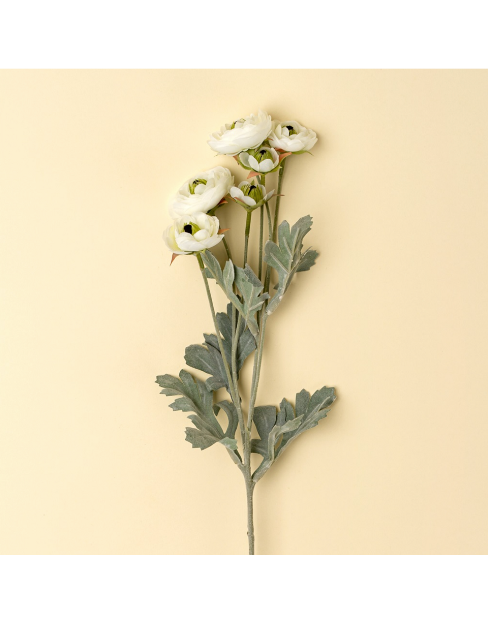 Ranunculus Spray, White