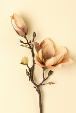 Magnolia Branch, Cream