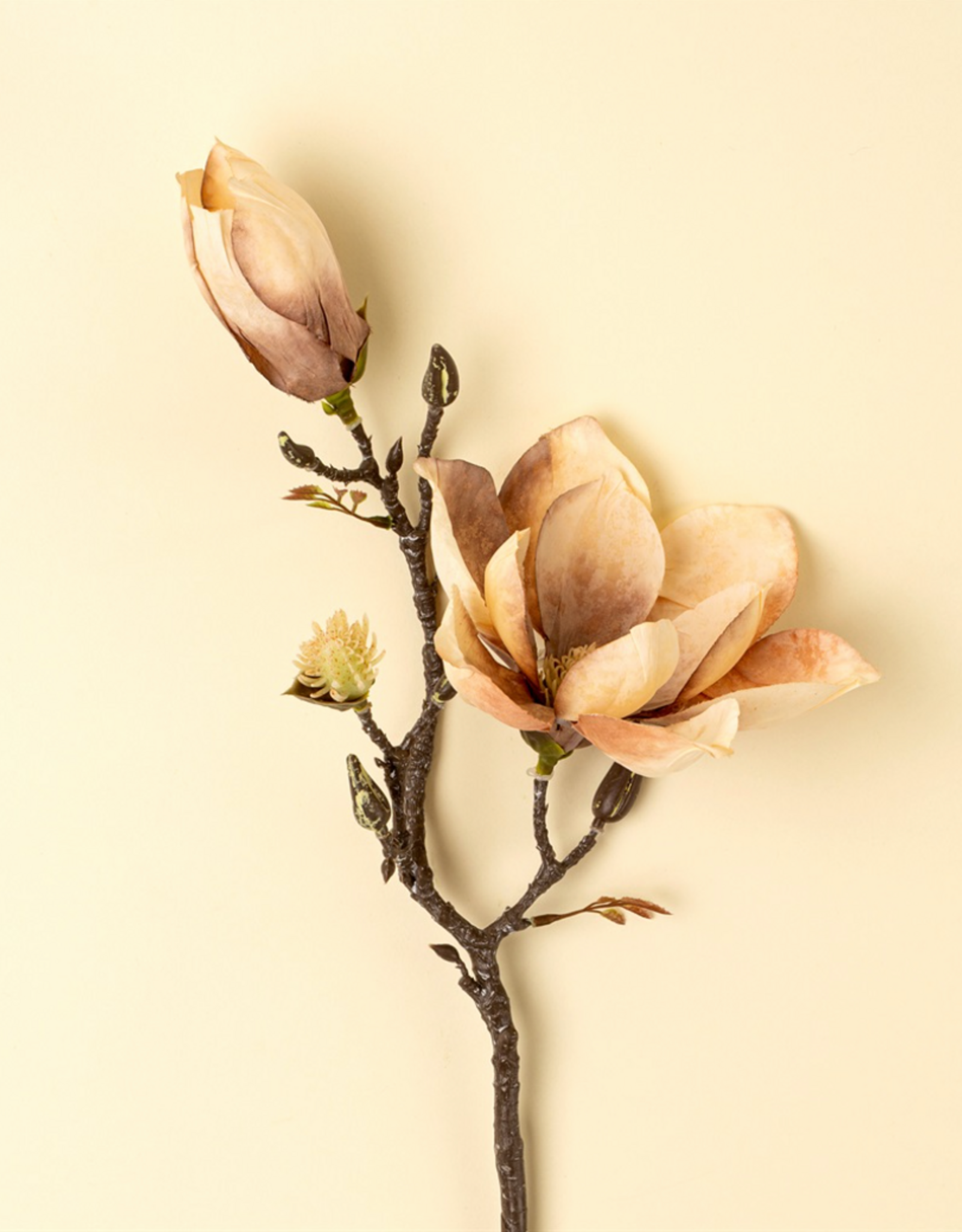 Magnolia Branch, Cream