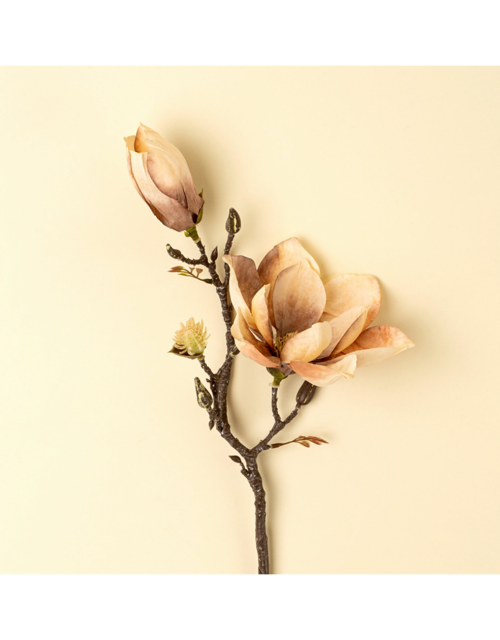 Magnolia Branch, Cream