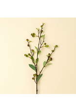 Hypericum Berry Spray