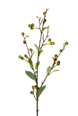 Hypericum Berry Spray