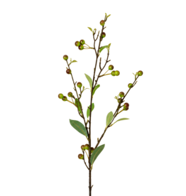 Hypericum Berry Spray