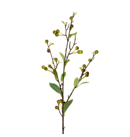 Hypericum Berry Spray