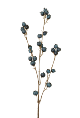 Blueberry Branch
