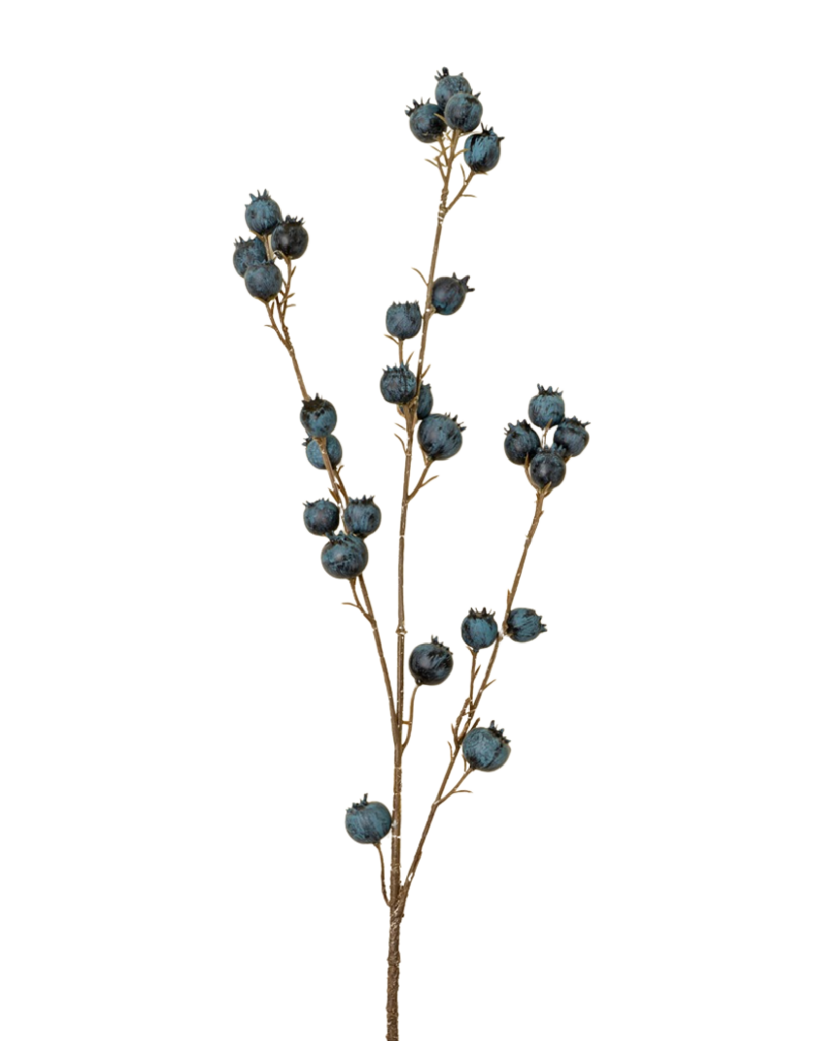 Blueberry Branch