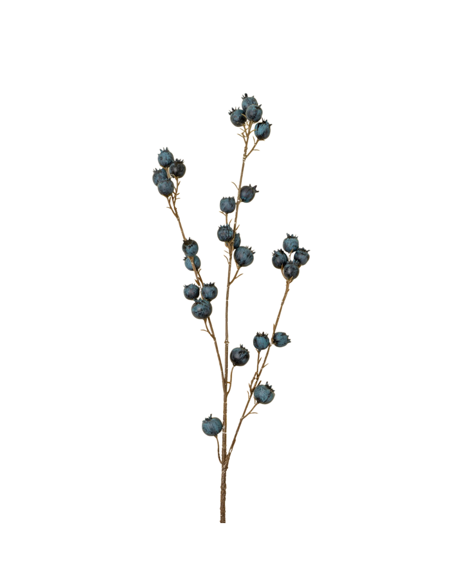 Blueberry Branch