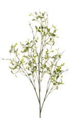 Butterfly Eucalyptus Branch