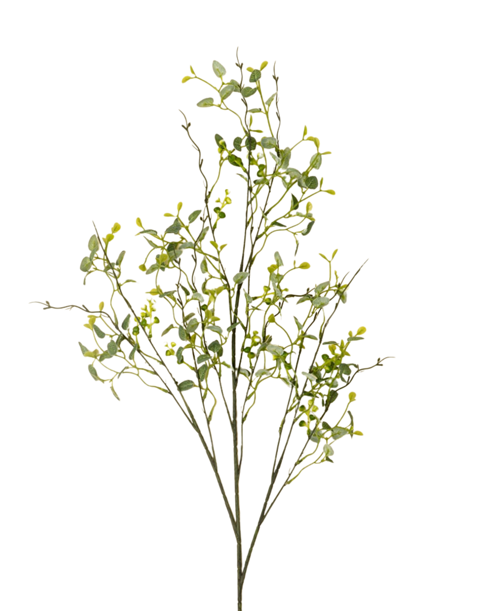 Butterfly Eucalyptus Branch