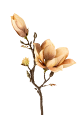 Magnolia Branch, Cream