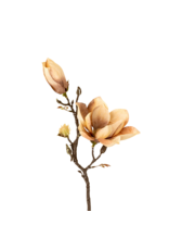 Magnolia Branch, Cream
