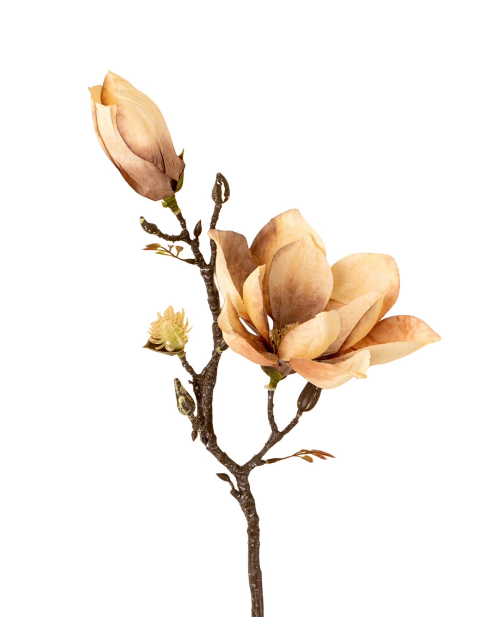 Magnolia Branch, Cream