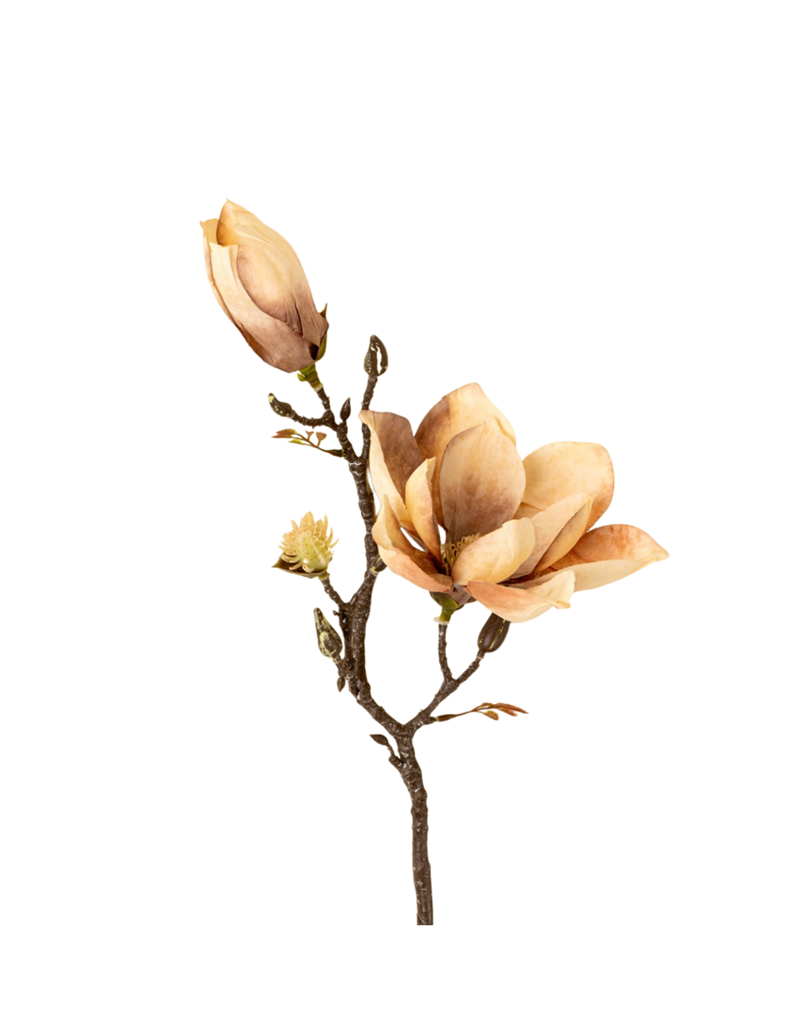 Magnolia Branch, Cream