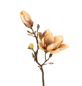 Magnolia Branch, Cream