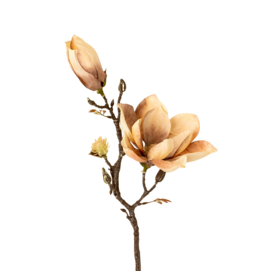 Magnolia Branch, Cream