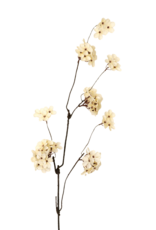 Pear Blossom Branch L