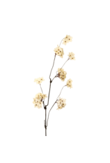 Pear Blossom Branch L