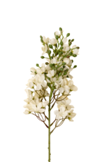 Delphinium Floral Stem, White