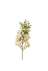 Delphinium Floral Stem, White