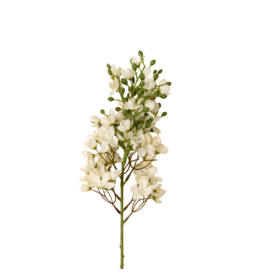 Delphinium Floral Stem, White