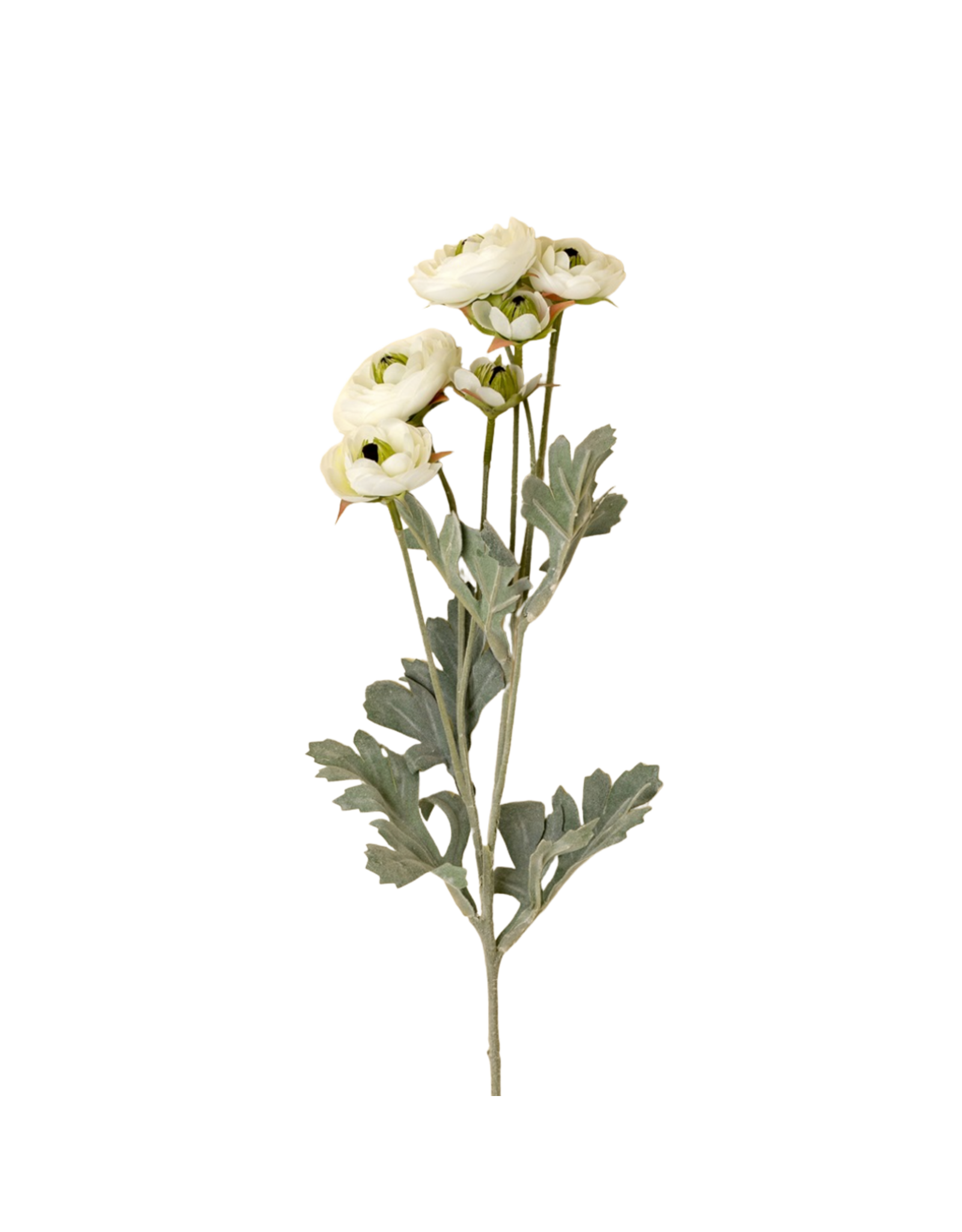 Ranunculus Spray, White