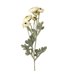 Ranunculus Spray, White