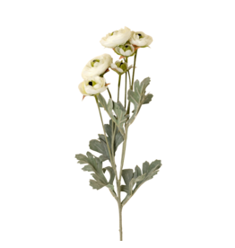Ranunculus Spray, White