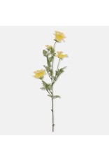 Wild Dill