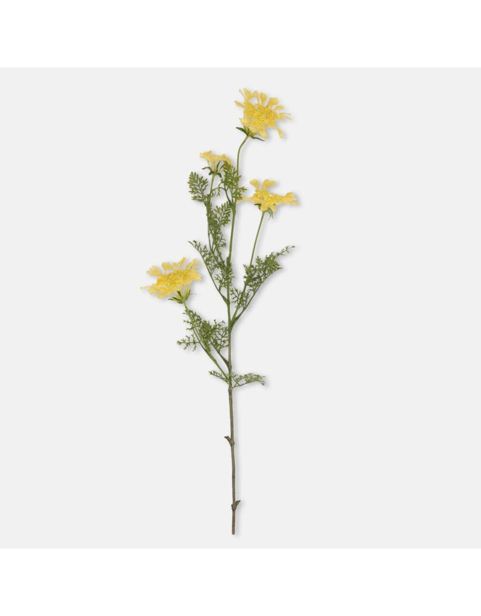 Wild Dill
