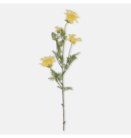 Wild Dill