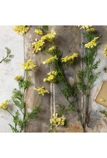 Wild Dill