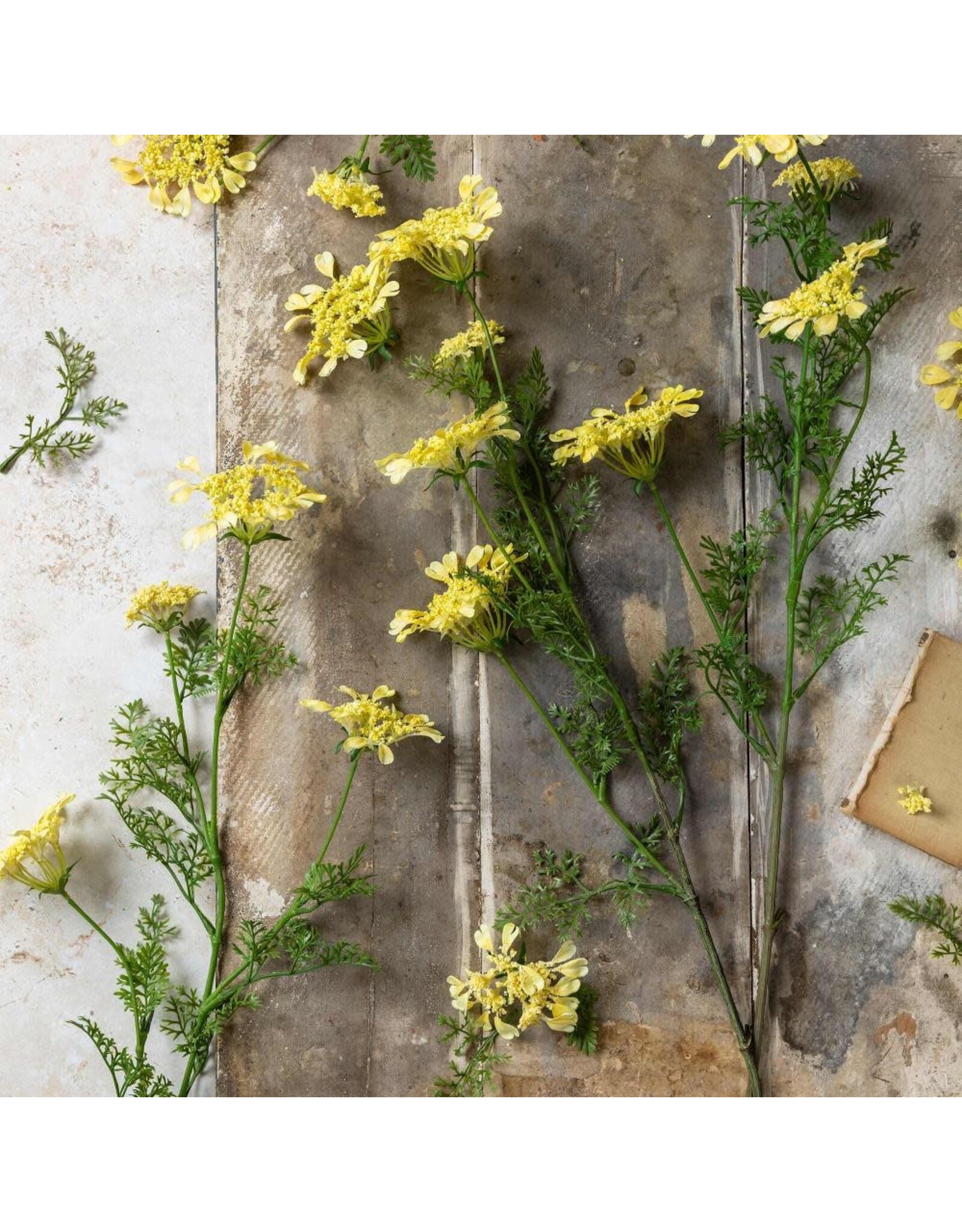 Wild Dill