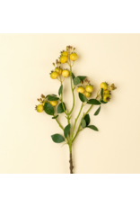 Rosehip Branch