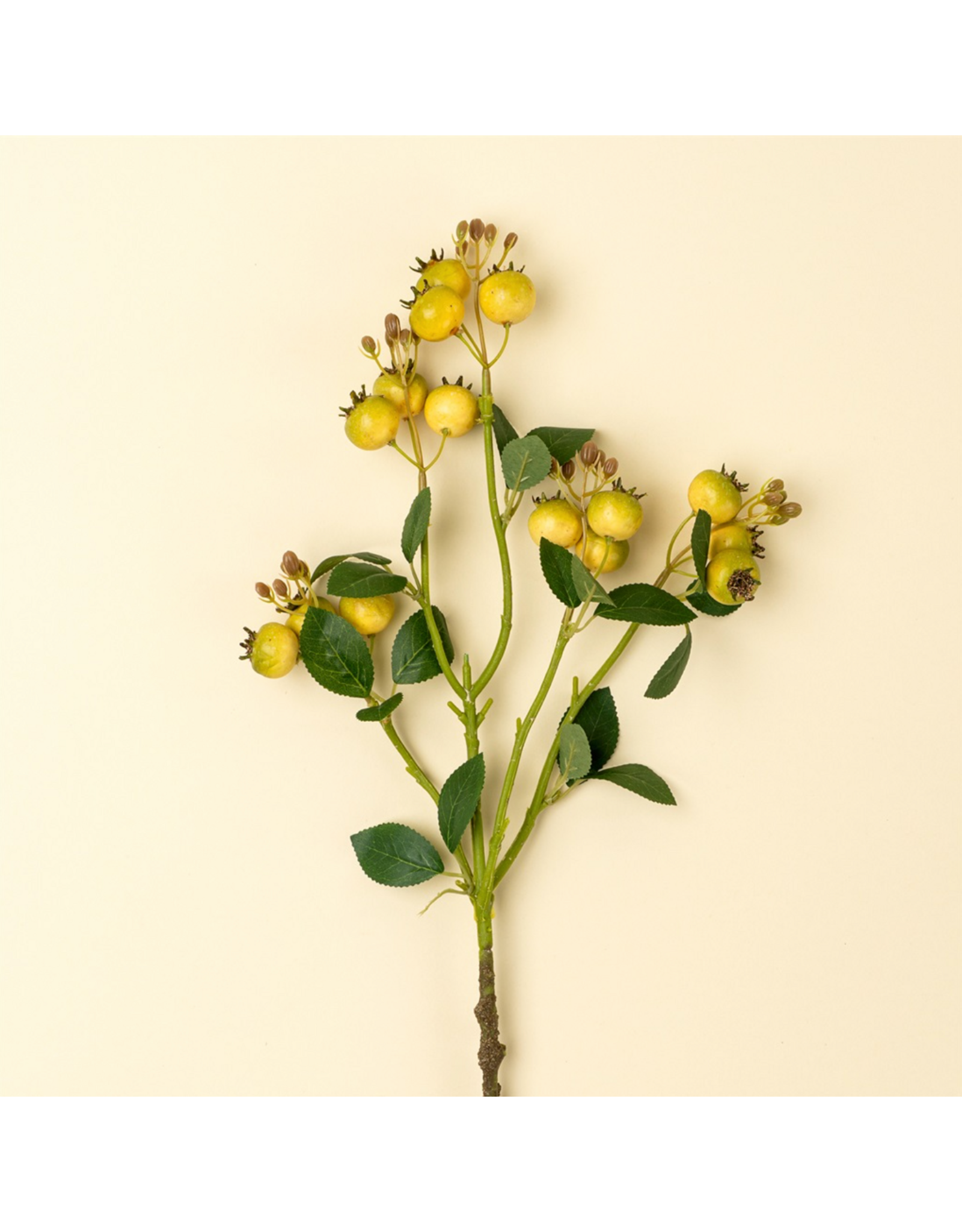 Rosehip Branch