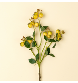 Rosehip Branch