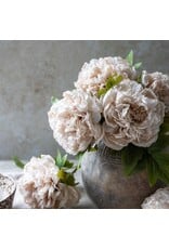 Peony Evening Dew