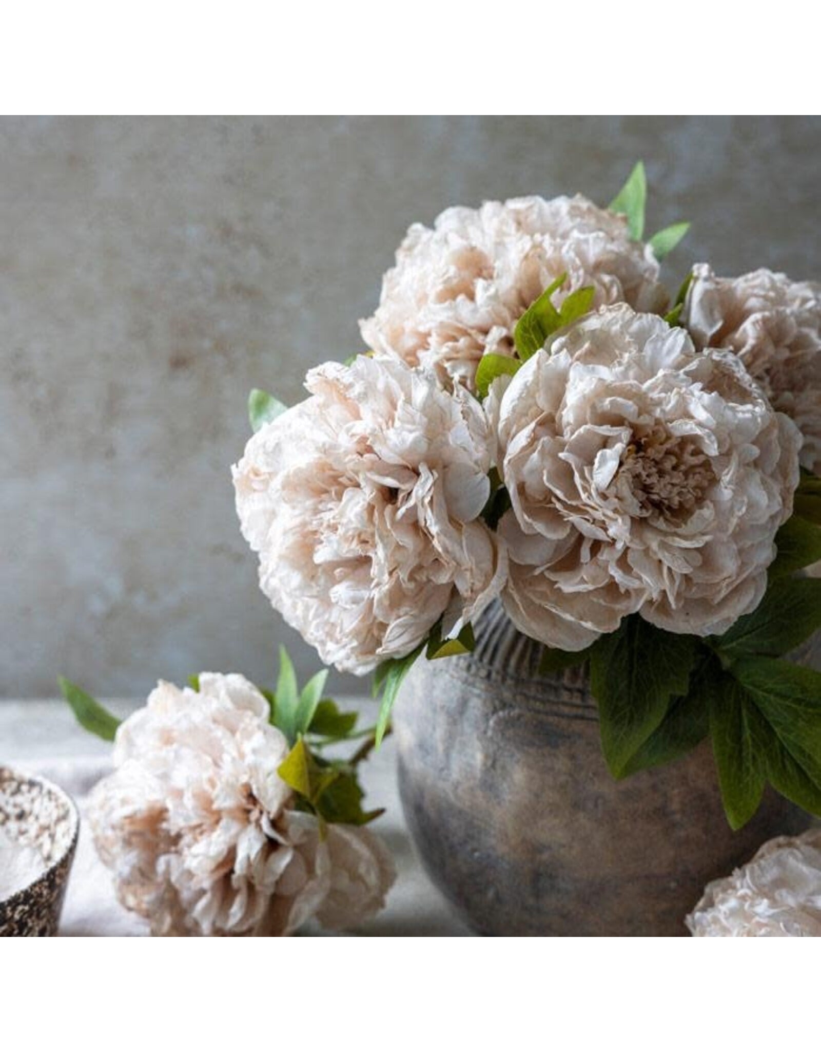 Peony Evening Dew