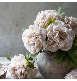 Peony Evening Dew