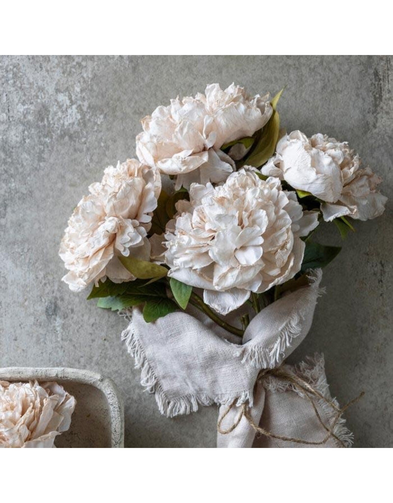 Peony Evening Dew