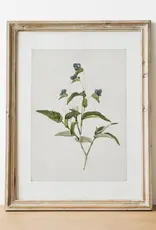 Vintage Botanical Art Print