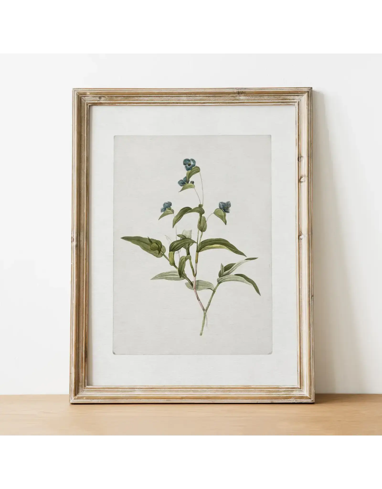 Vintage Botanical Art Print