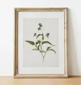 Vintage Botanical Art Print