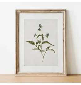 Vintage Botanical Art Print