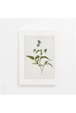 Vintage Botanical Art Print