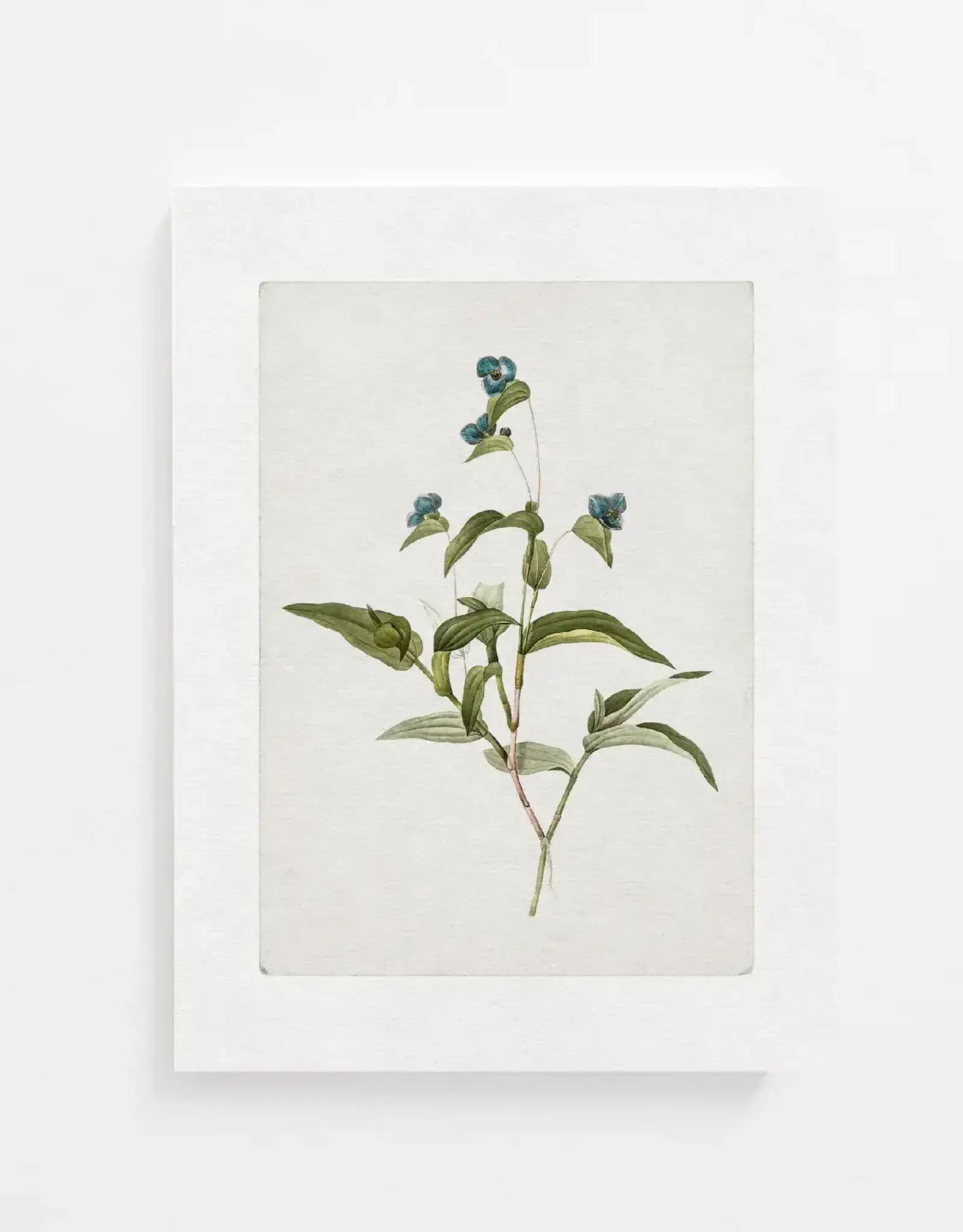 Vintage Botanical Art Print