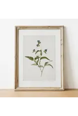 Vintage Botanical Art Print