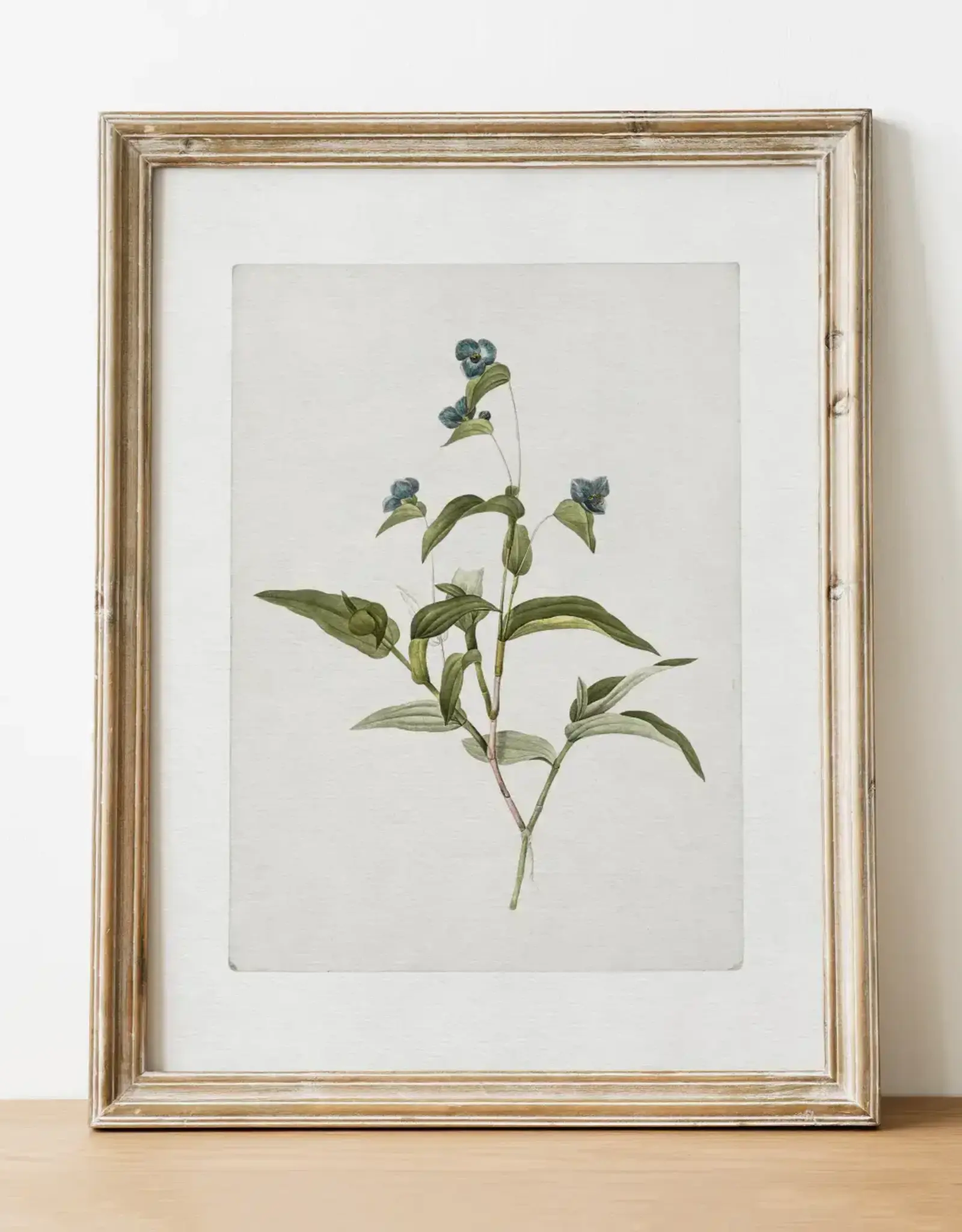 Vintage Botanical Art Print